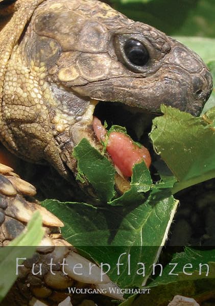 Futterpflanzen: Futterpflanzen für Schildkröten und Echsen Futterpflanzen für Europäische Schildkröten