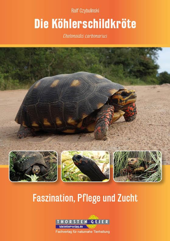 Die Köhlerschildkröte Chelonoidis carbonarius: Faszination, Pflege und Zucht