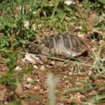 Habitatsbilder aus Kroatien