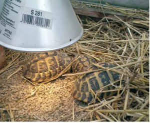 Abb. 7 Frühbeet und Wärmestrahler sind für die Haltung von Europäischen Landschildkröten essentiell. Foto: Hartmut Fehr