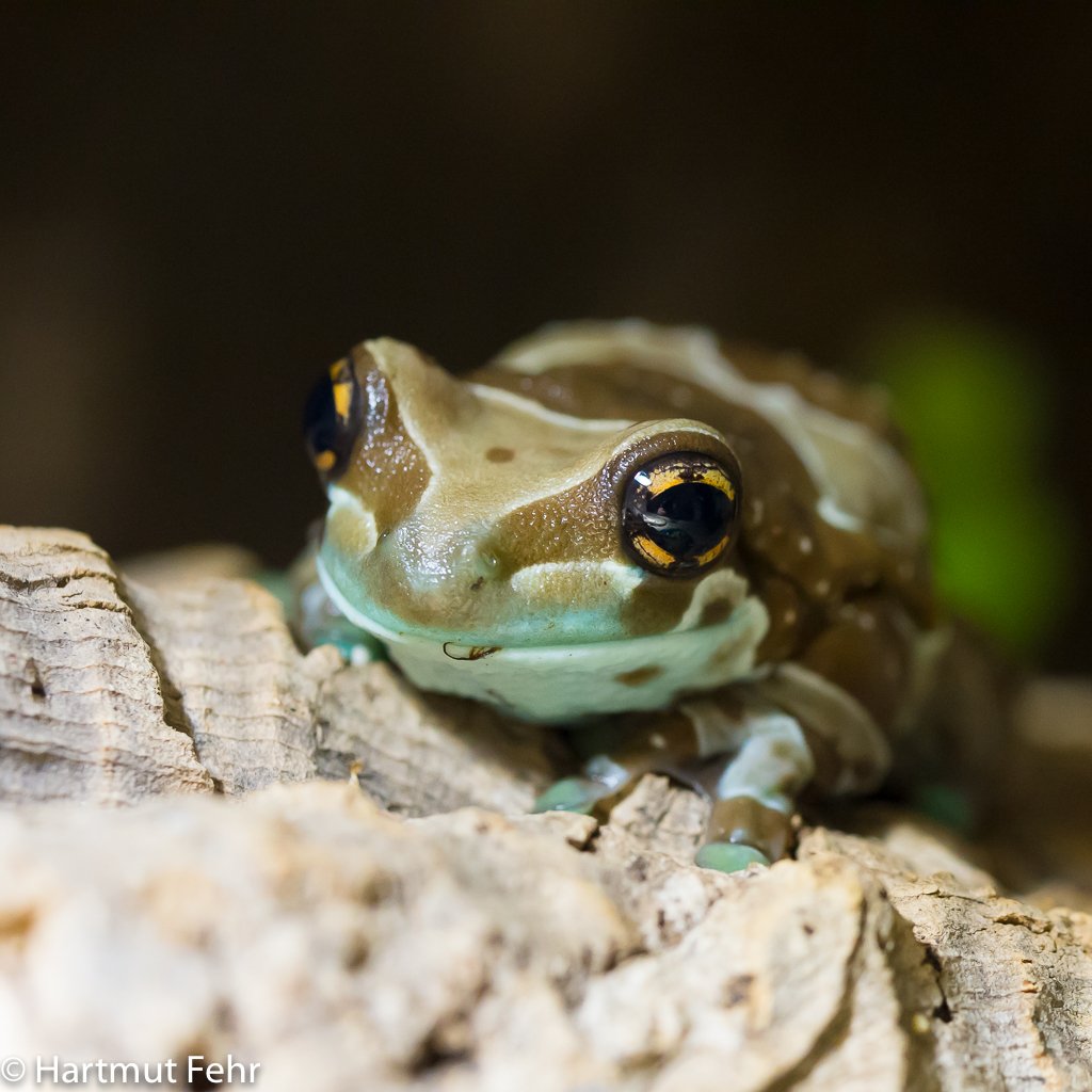 Baumhöhlenlaubfrosch