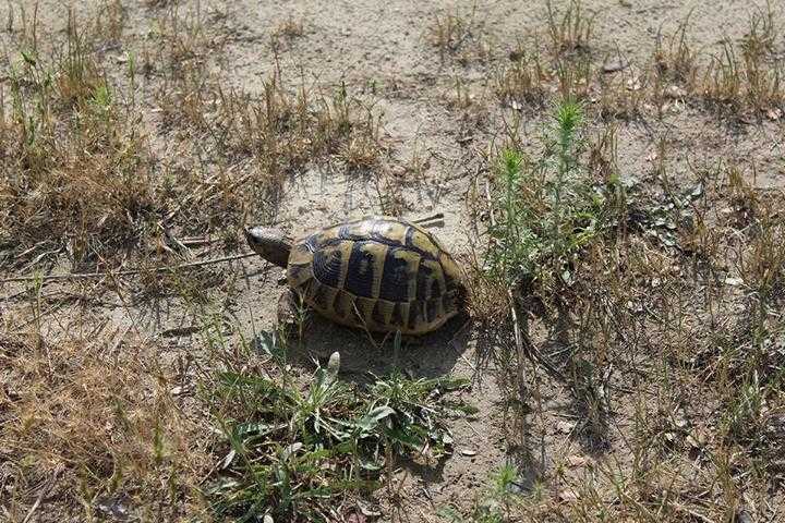 Schildkrötenhabitat für Landschildkröten