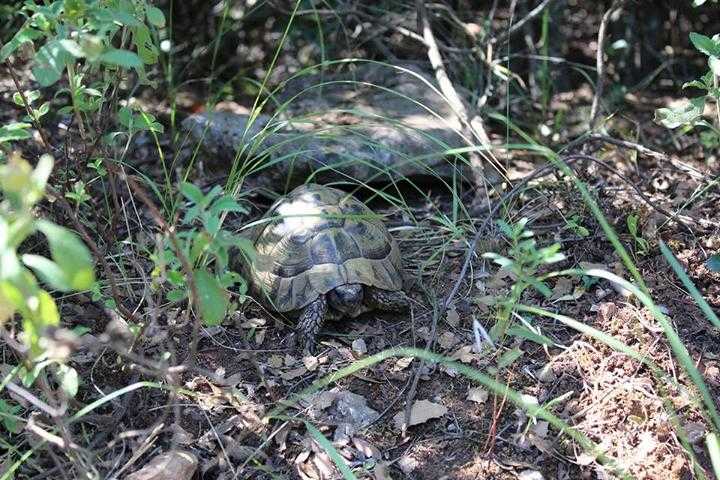 Schildkrötenhabitat