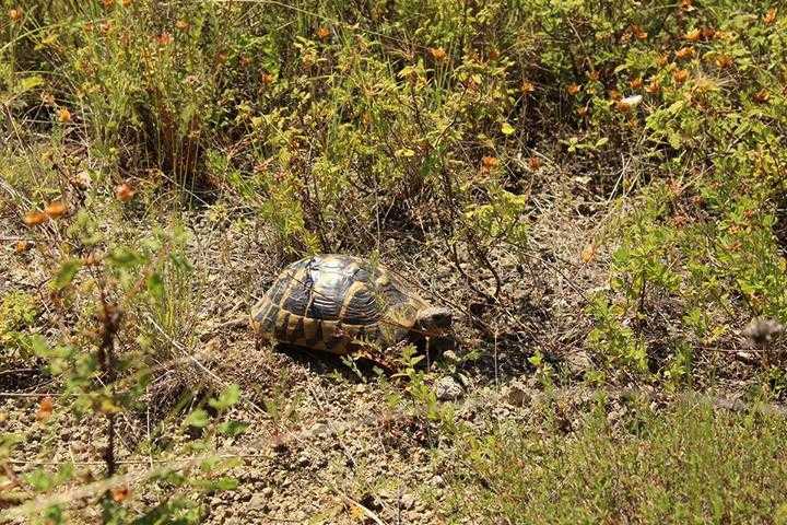 Schildkrötenhabitat für Landschildkröten