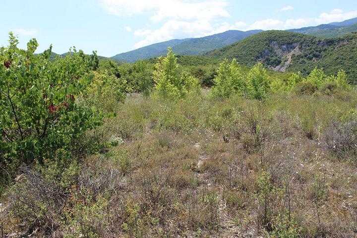 Schildkrötenhabitat für Landschildkröten