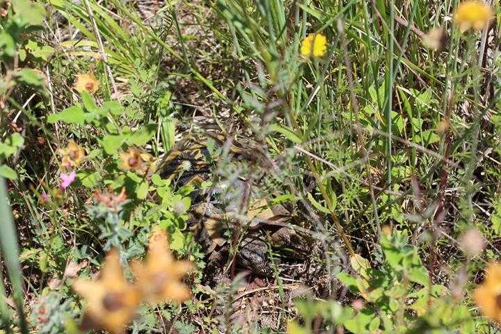 Schildkrötenhabitat für Landschildkröten