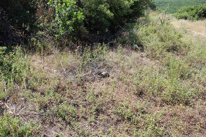 Schildkrötenhabitat für Landschildkröten