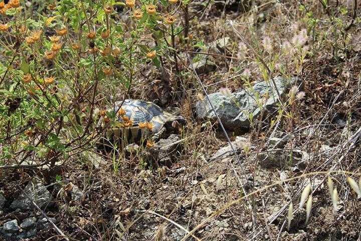 Schildkrötenhabitat für Landschildkröten