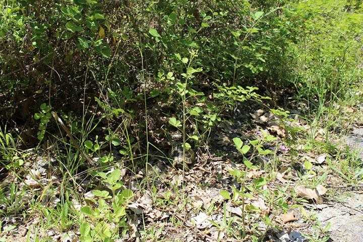 Schildkrötenhabitat für Landschildkröten