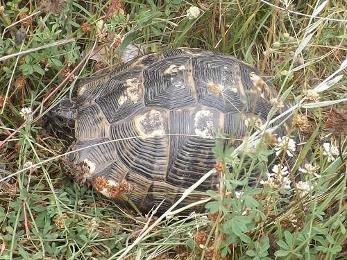 Landschildkröte