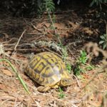 Landschildkröten auf Mallorca