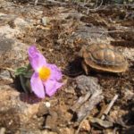 Pflanzen auf Mallorca-Weisliche Zistrose