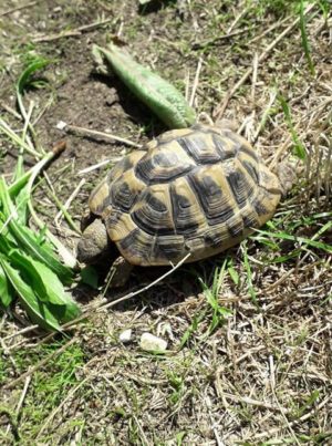 Thema Hund Und Schildkrote Landschildkroten Im Hunsruck