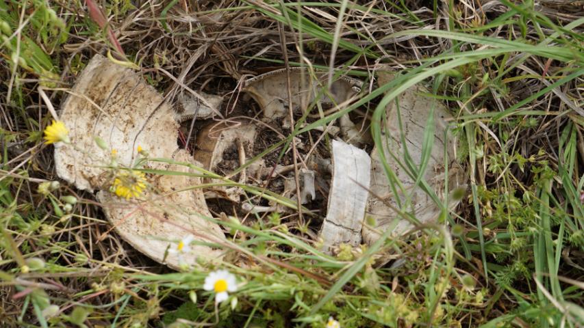 Knochenreste vom Panzer einer griechischen Landschildkröte