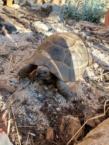 Maurische Landschildkröte