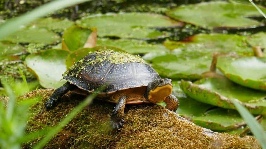 Europäische Sumpfschildkröte