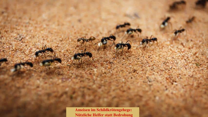 Ameisen im Schildkrötengehege - Nützliche Helfer statt Bedrohung