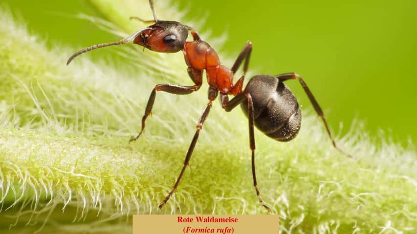 Ameisen im Schildkrötengehege - Rote Waldameise (Formica rufa)