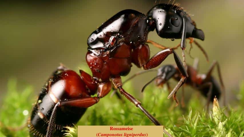 Rossameise (Camponotus ligniperdus)