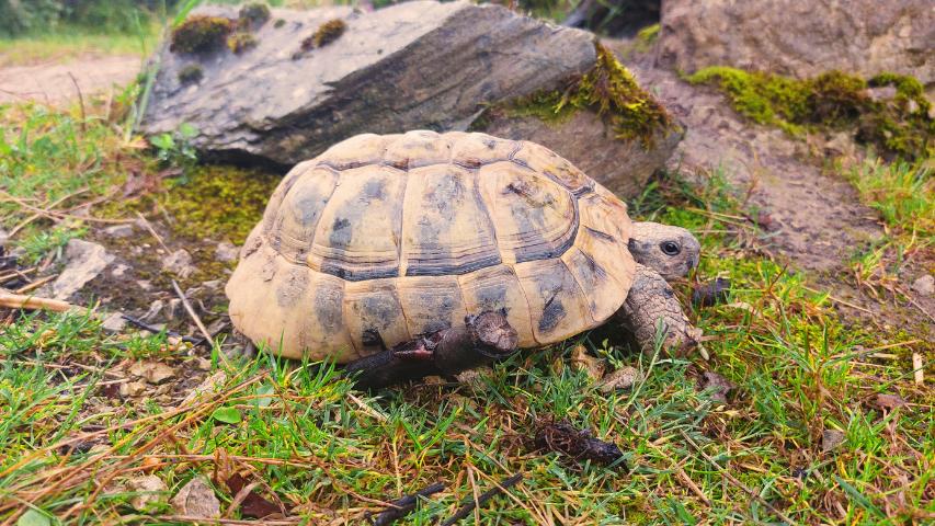 Auffangstationen für Schildkröten - Unsere "Nelli" dir wir vor einigen Jahren von der Reptilienauffangstation in Aachen adoptiert hatten