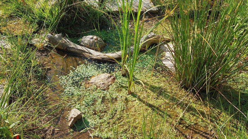 Naturnahe Haltung in unserem Schildkrötengehege mit Flachwasserbiotop