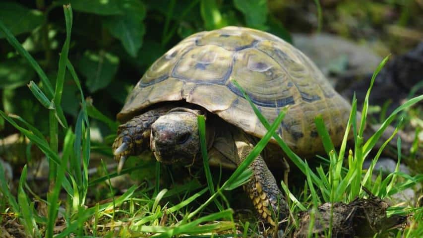 Auffangstationen für Schildkröten - Griechische Landschildkröte in unseren Schildkrötengehege