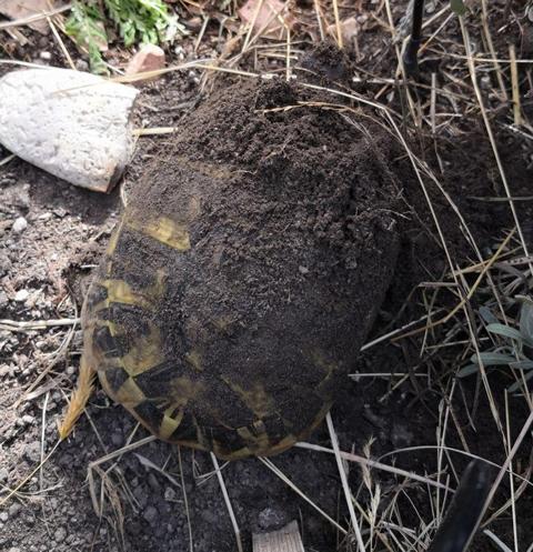 Auswinterung-Griechische Landschildkröte nach der Winterstarre