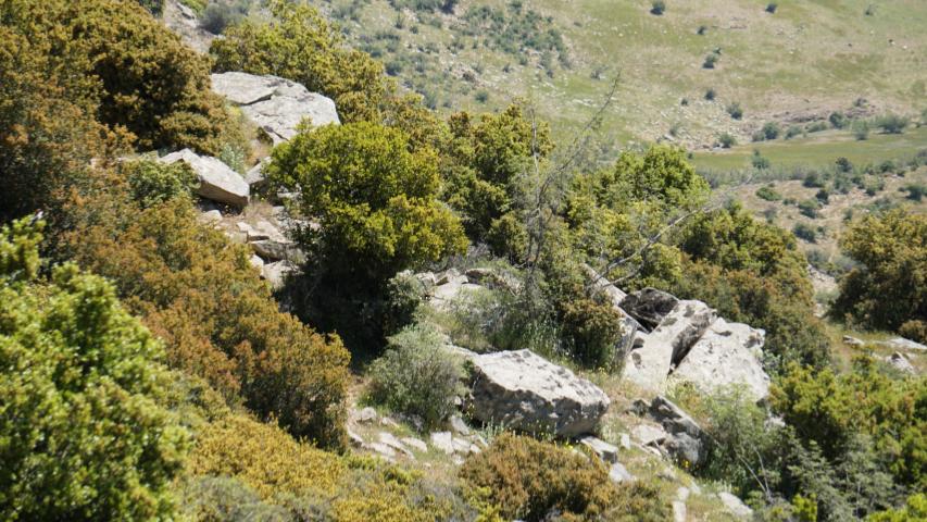 Habitat für Breitrandschildkröte (Testudo marginata) in Griechenland