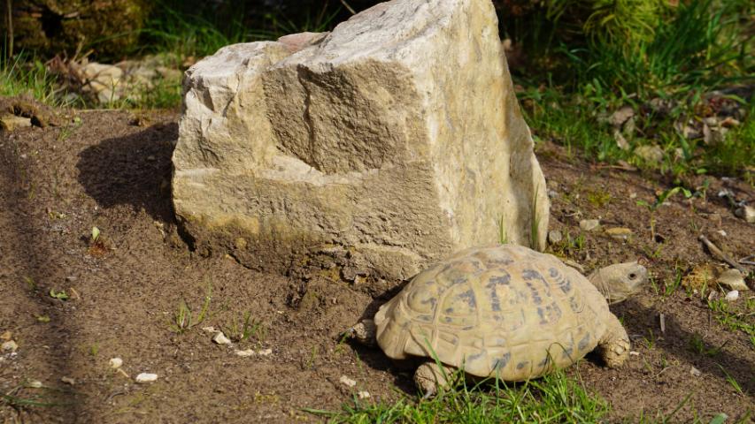 Unsere Susi - ca. 60 Jähriges Weibchen der Griechischen Landschildkröte (Testudo hermanni boettgeri)