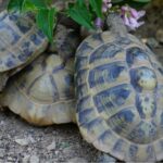 Die besten Namen für Schildkröten