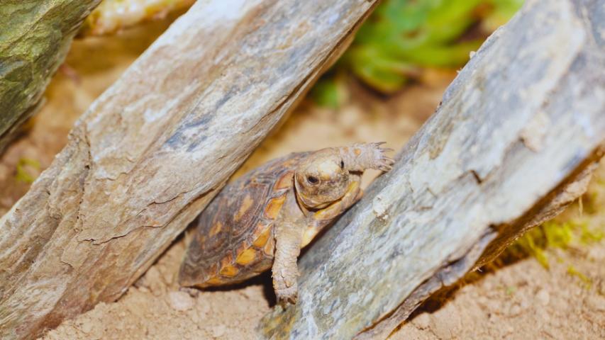 Chester - ostafrikanische Spaltenschildkröte (Malacochersus tornieri)