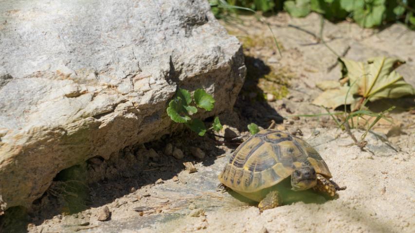 Nachzucht unserer griechischen Landschildkröten (Testudo hermanni boettgeri)