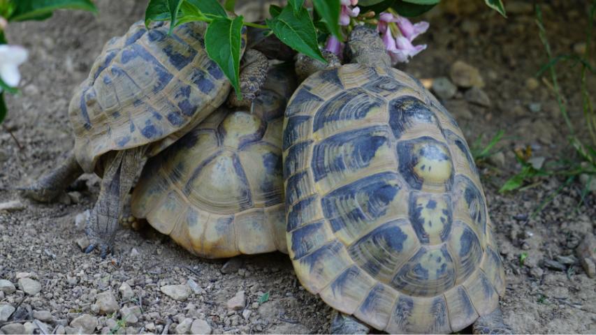 Die besten Namen für Schildkröten