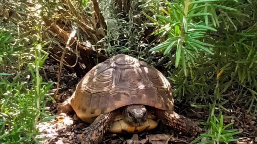 Weibchen griechische Landschildkröte zur Vermittlung