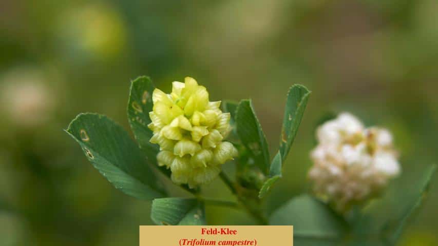 Feld-Klee (Trifolium campestre)