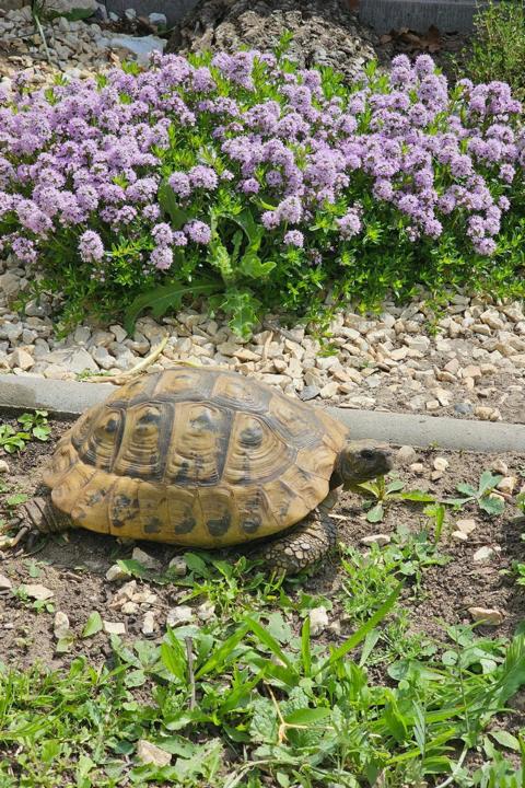 Landschildkrötenhilfe Freiberg