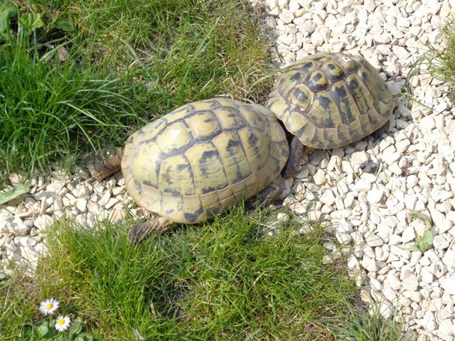 Wie Meine Liebe Zu Neunzehn Schildkroten Begann