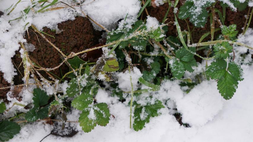 Winterfutter - Wald-Erdbeere ( Fragaria vesca)