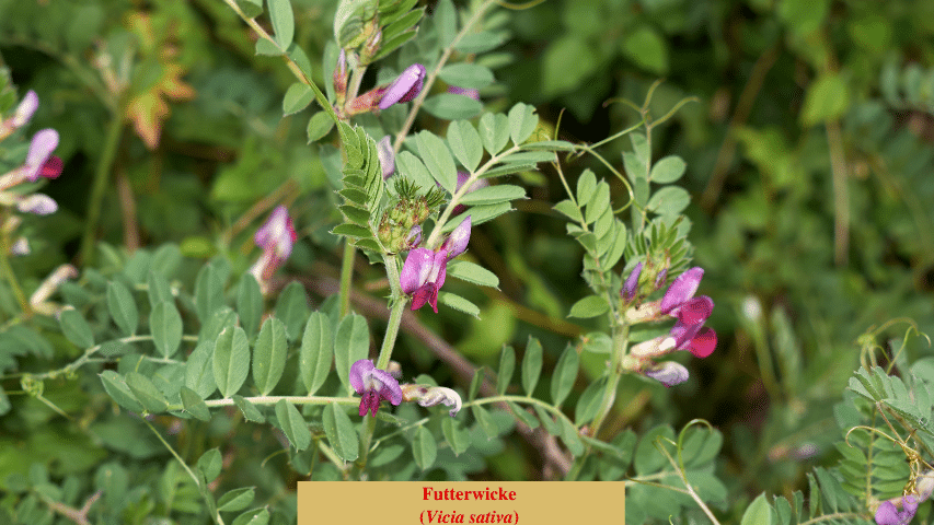 Futterwicke (Vicia sativa)