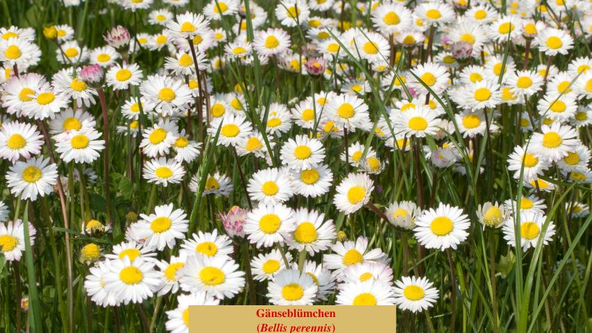 Gänseblümchen (Bellis perennis)