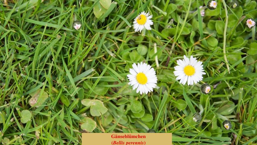 Gänseblümchen (Bellis perennis)