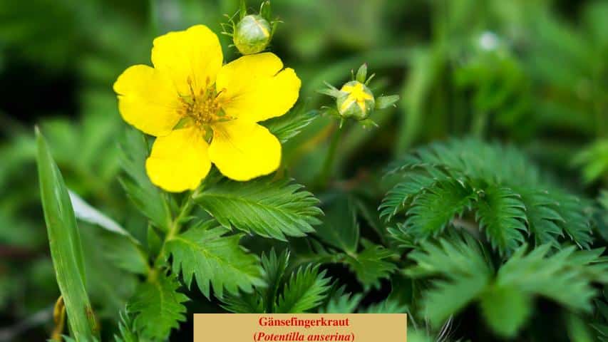 Gänsefingerkraut (Potentilla anserina)