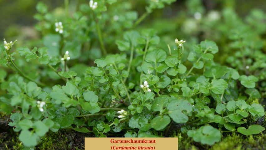 Gartenschaumkraut (Cardamine hirsuta)