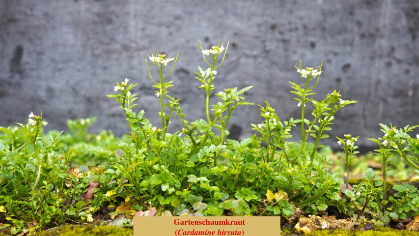 Gartenschaumkraut (Cardamine hirsuta)