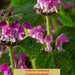 Gefleckte Taubnessel (Lamium maculatum)