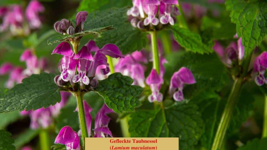 Gefleckte Taubnessel (Lamium maculatum)