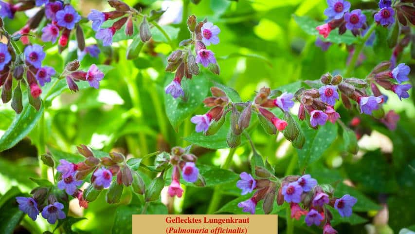 Geflecktes Lungenkraut (Pulmonaria officinalis)