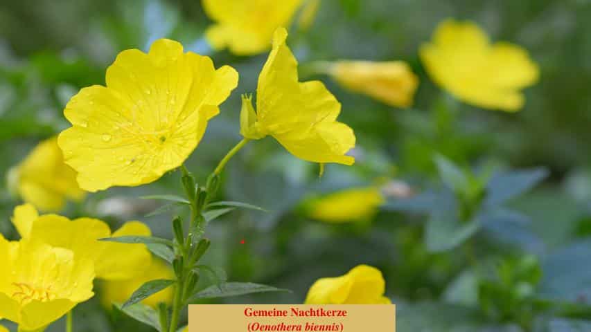 Gemeine Nachtkerze (Oenothera biennis)