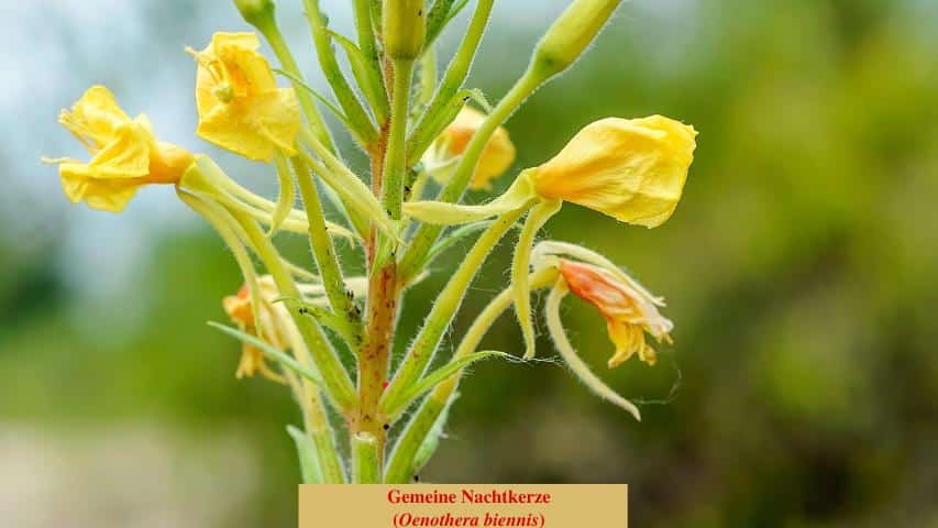 Gemeine Nachtkerze (Oenothera biennis)