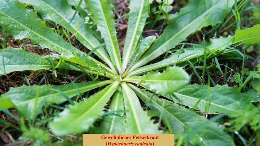 Gewöhnliches Ferkelkraut (Hypochaeris radicata) (2)